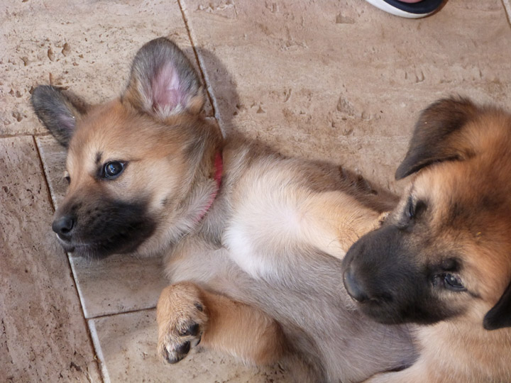 chinook dog